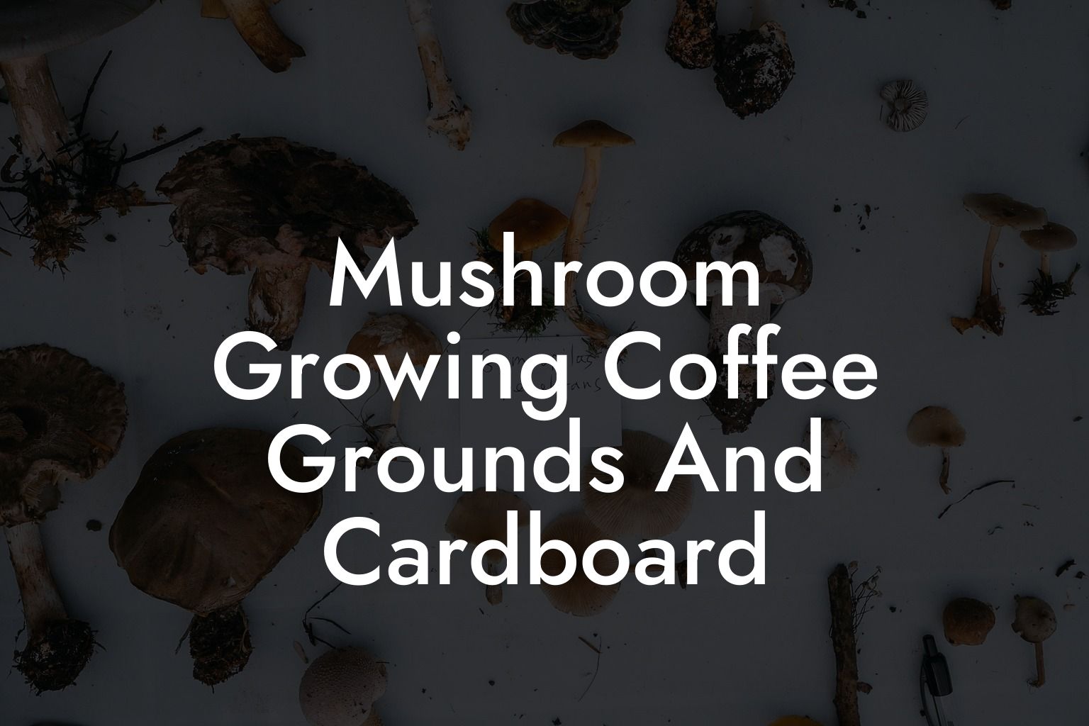 Mushroom Growing Coffee Grounds And Cardboard