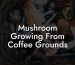 Mushroom Growing From Coffee Grounds