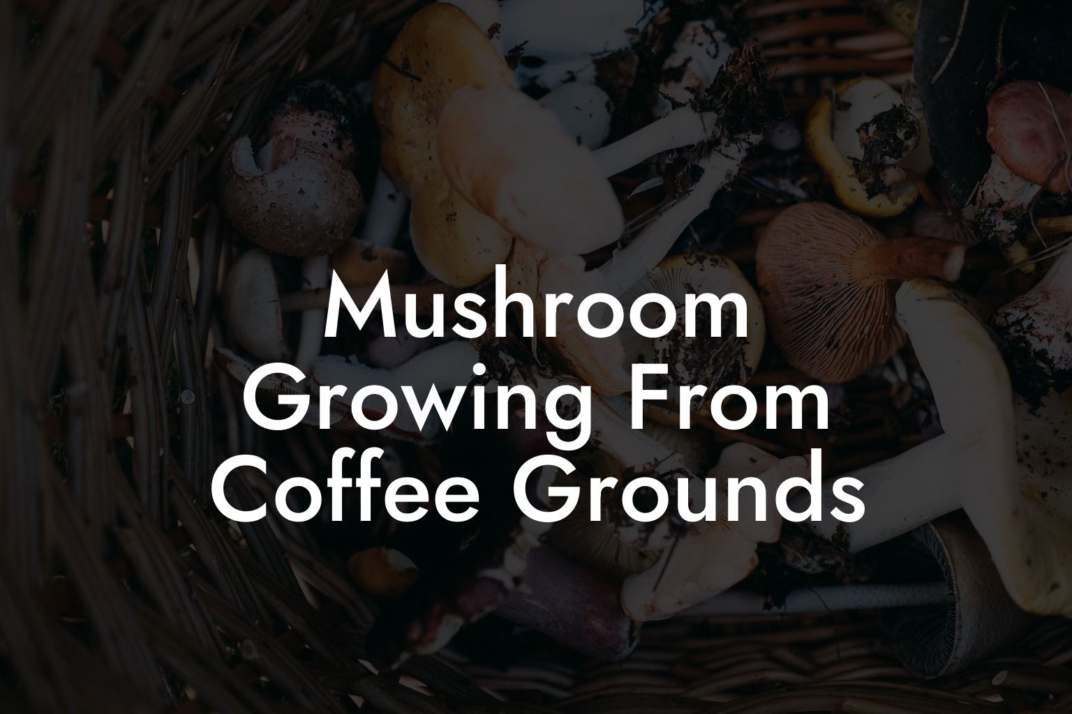 Mushroom Growing From Coffee Grounds