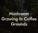 Mushroom Growing In Coffee Grounds