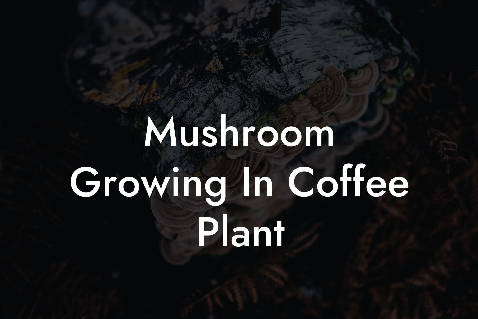 Mushroom Growing In Coffee Plant