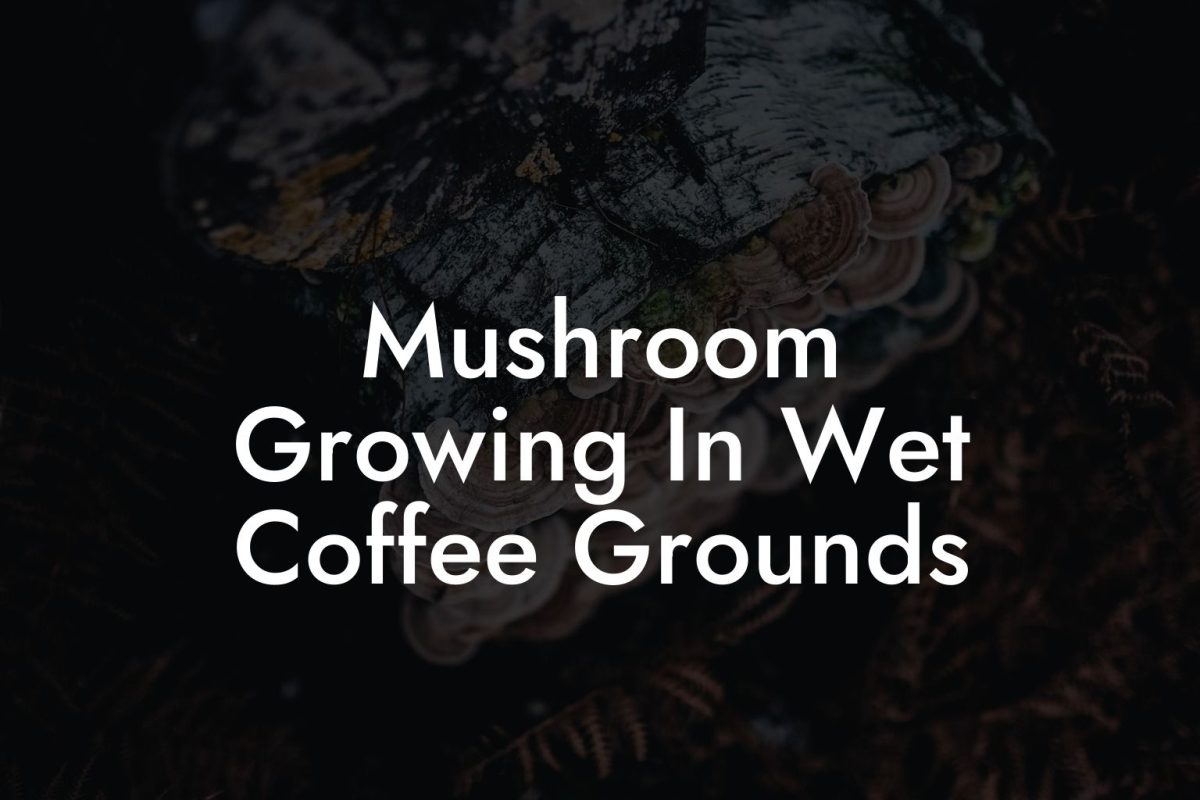 Mushroom Growing In Wet Coffee Grounds