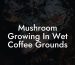 Mushroom Growing In Wet Coffee Grounds