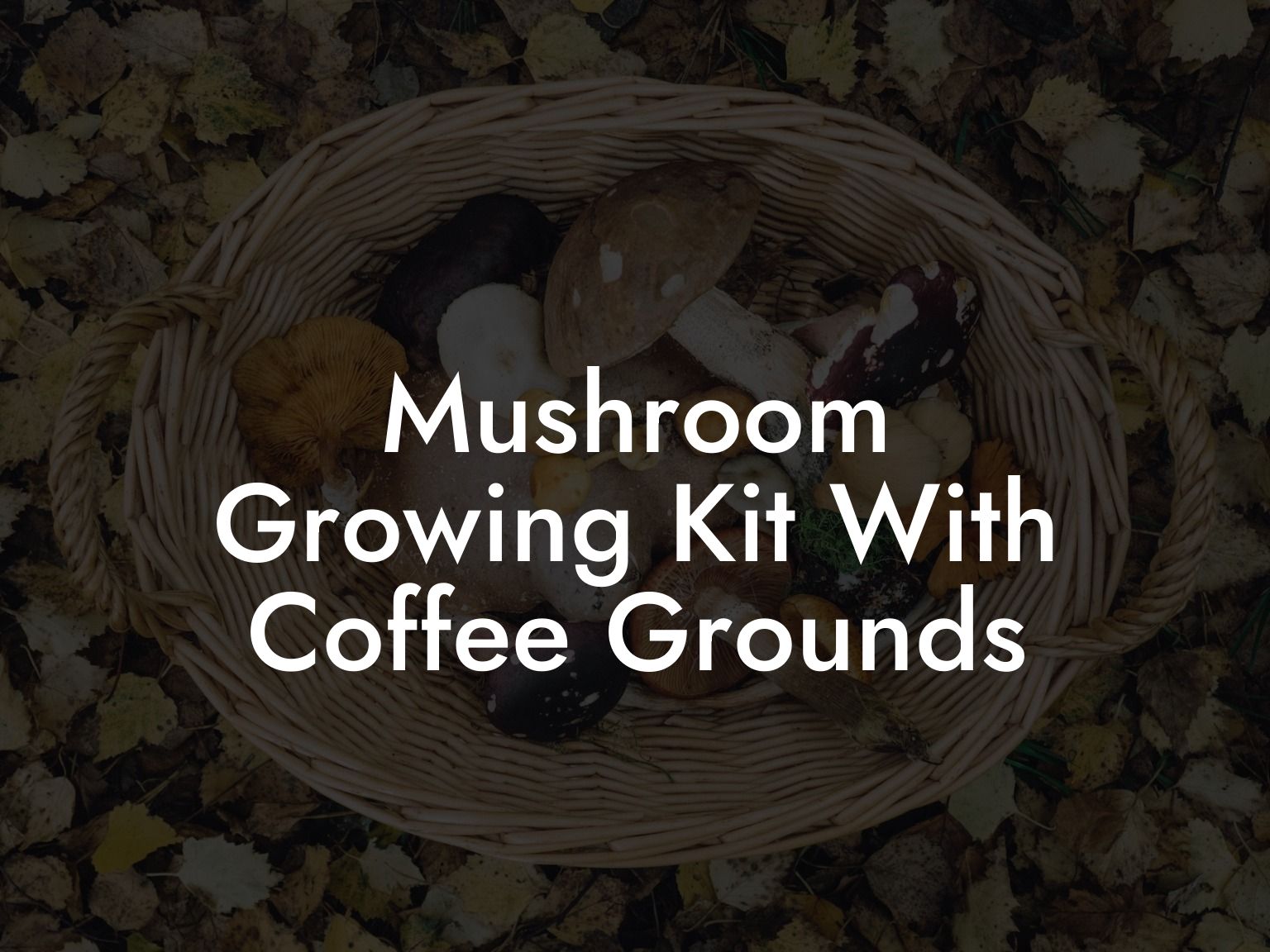 Mushroom Growing Kit With Coffee Grounds