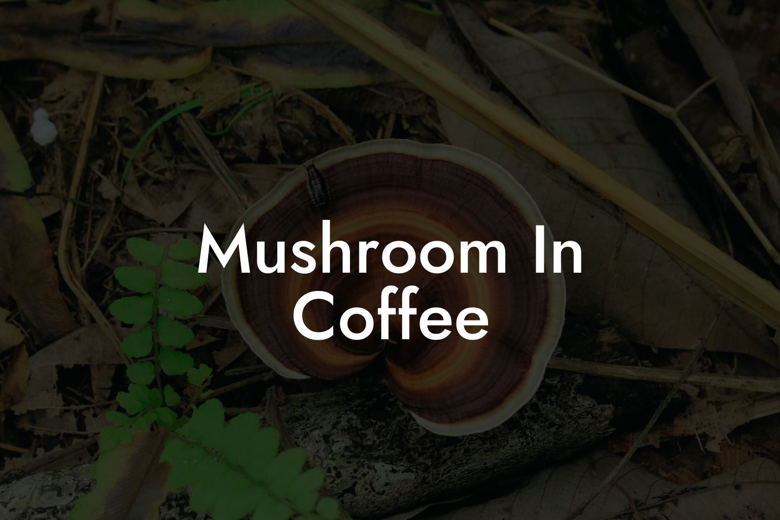 Mushroom In Coffee