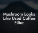 Mushroom Looks Like Used Coffee Filter