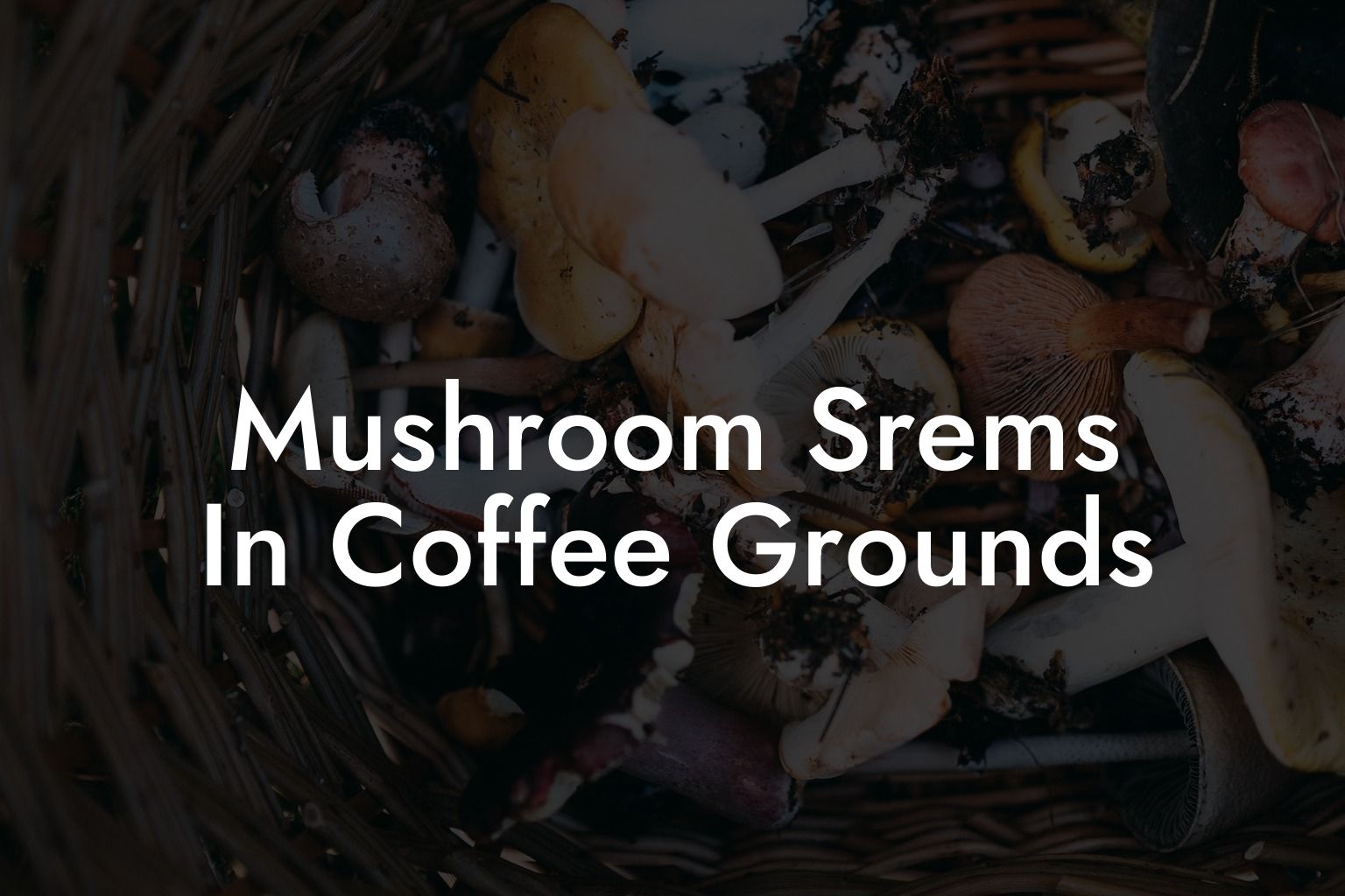 Mushroom Srems In Coffee Grounds
