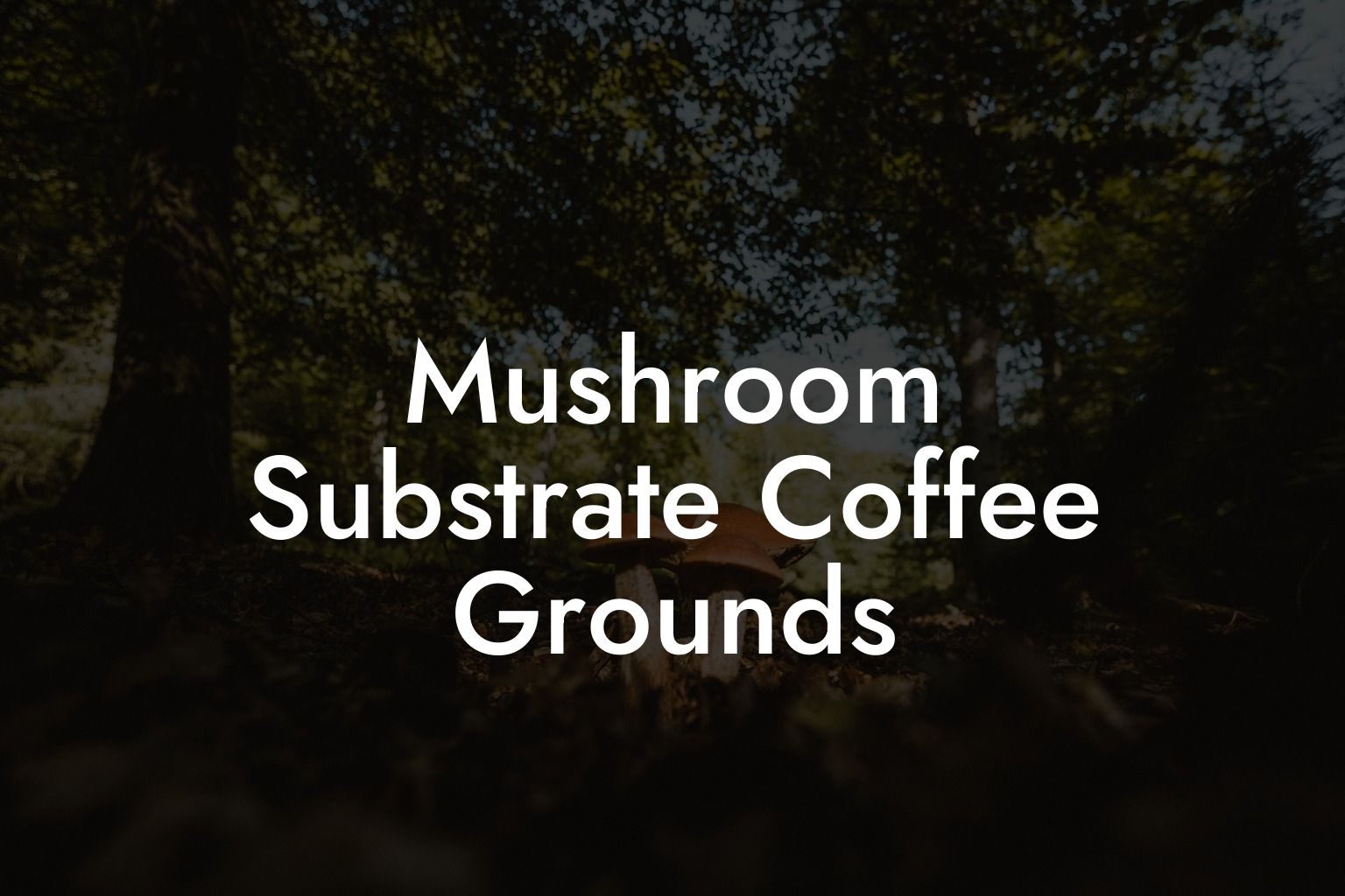 Mushroom Substrate Coffee Grounds