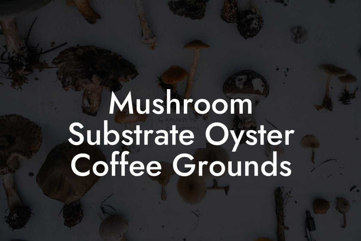 Mushroom Substrate Oyster Coffee Grounds