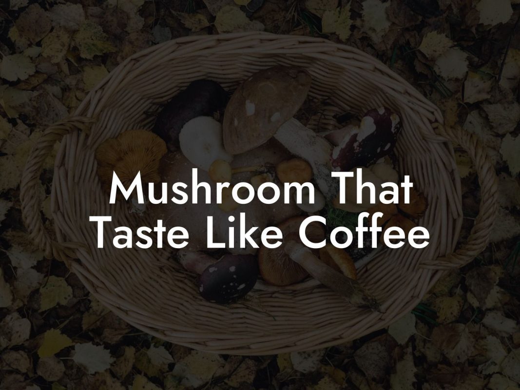 Mushroom That Taste Like Coffee