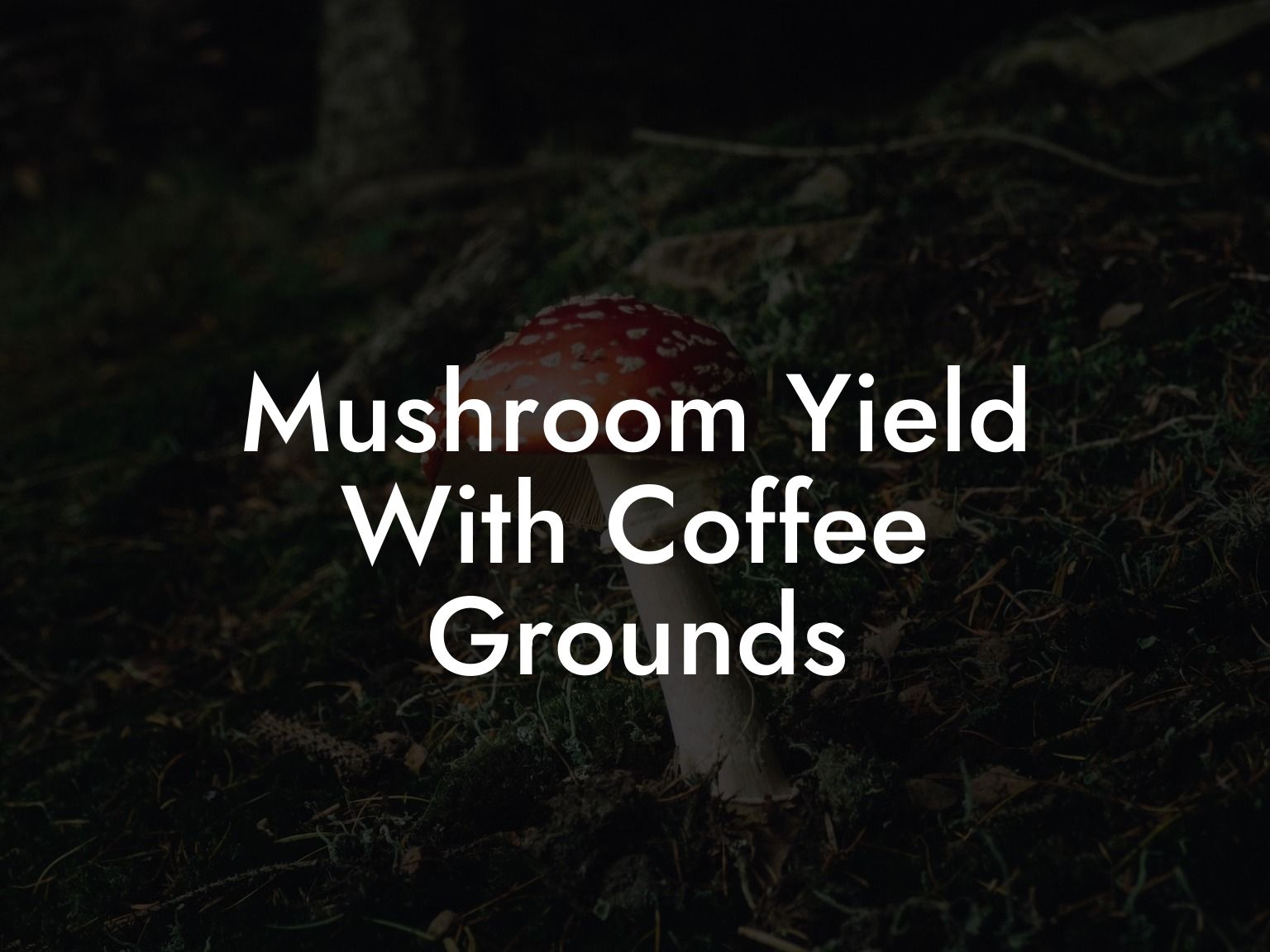 Mushroom Yield With Coffee Grounds