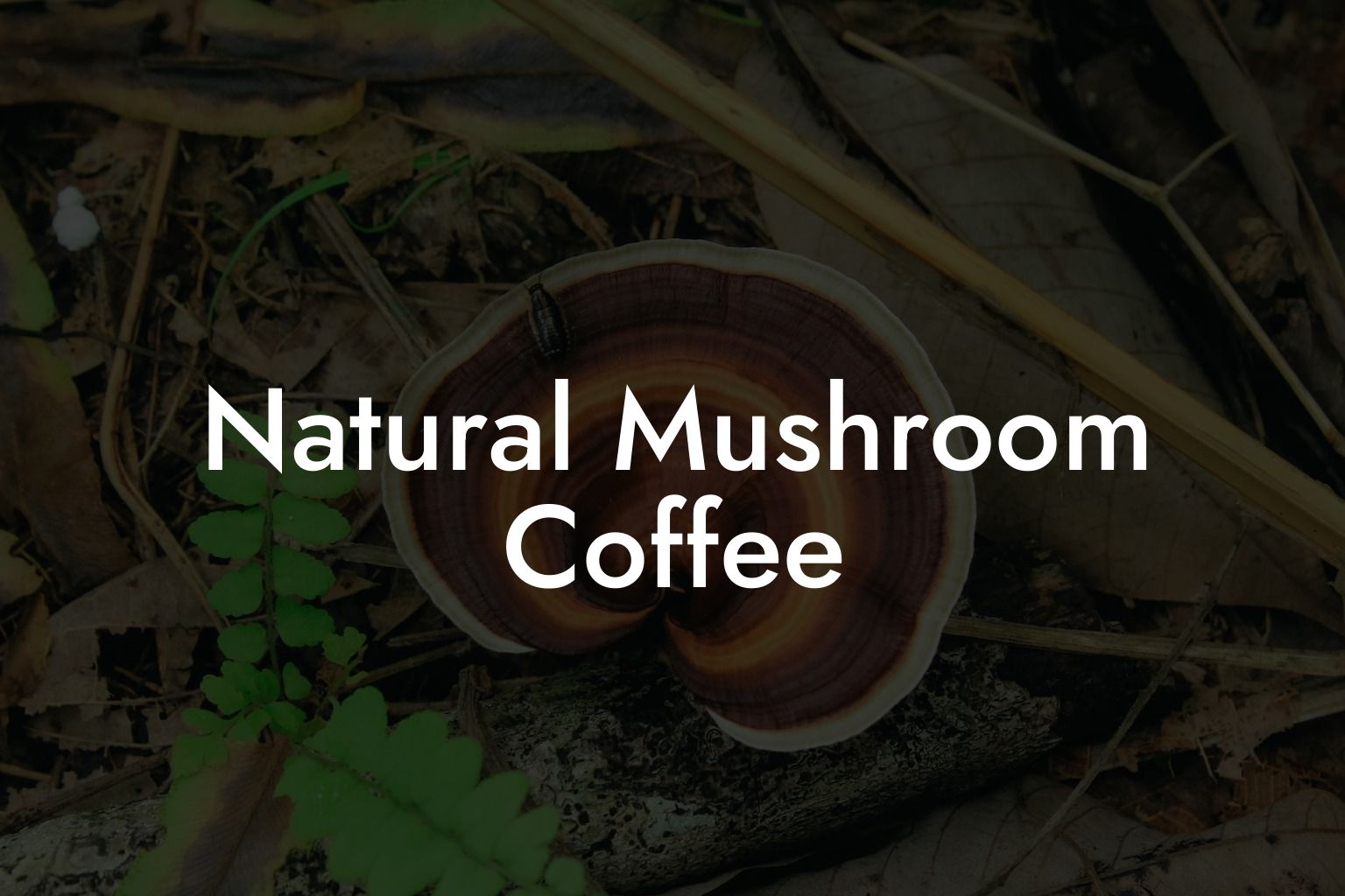 Natural Mushroom Coffee