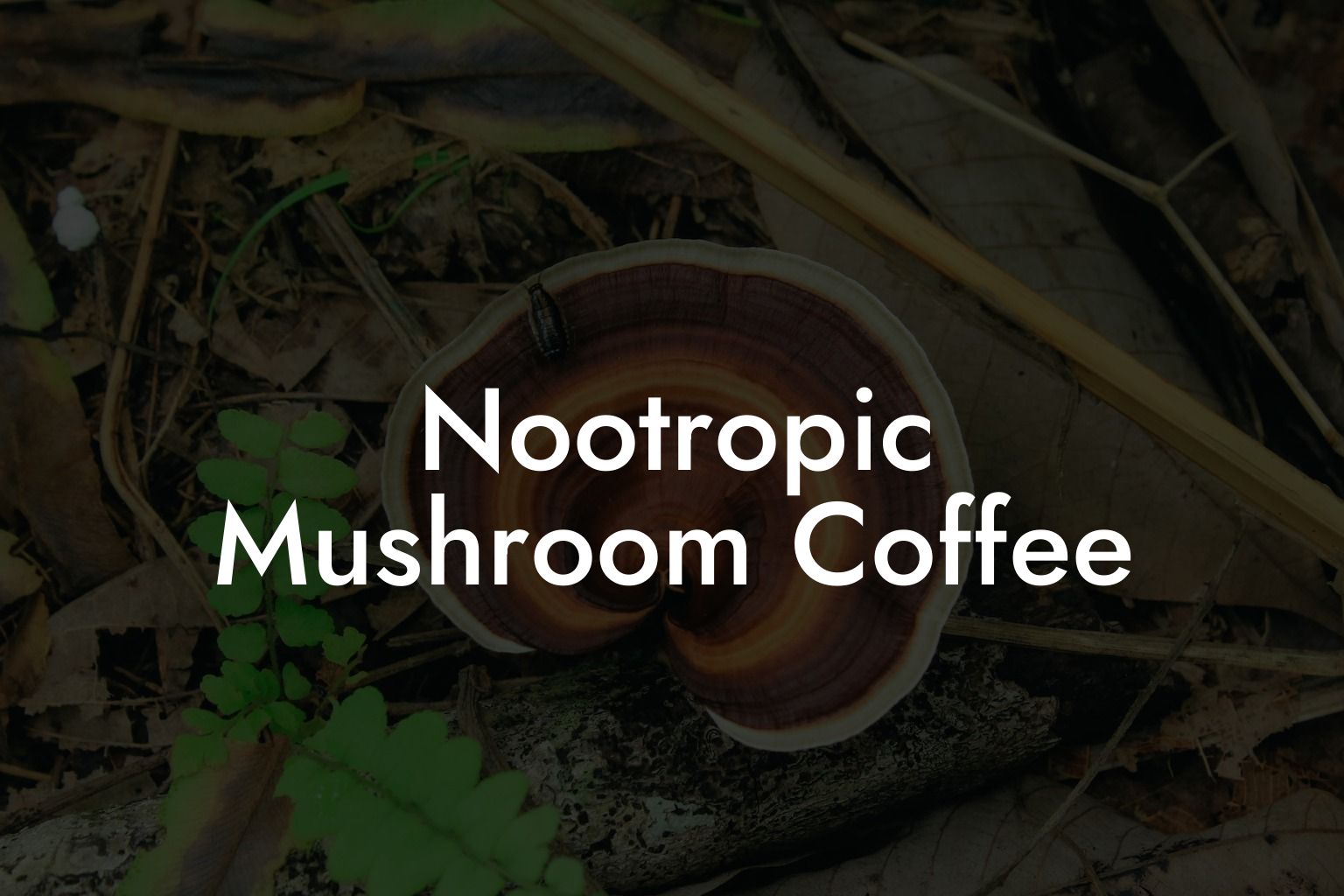 Nootropic Mushroom Coffee