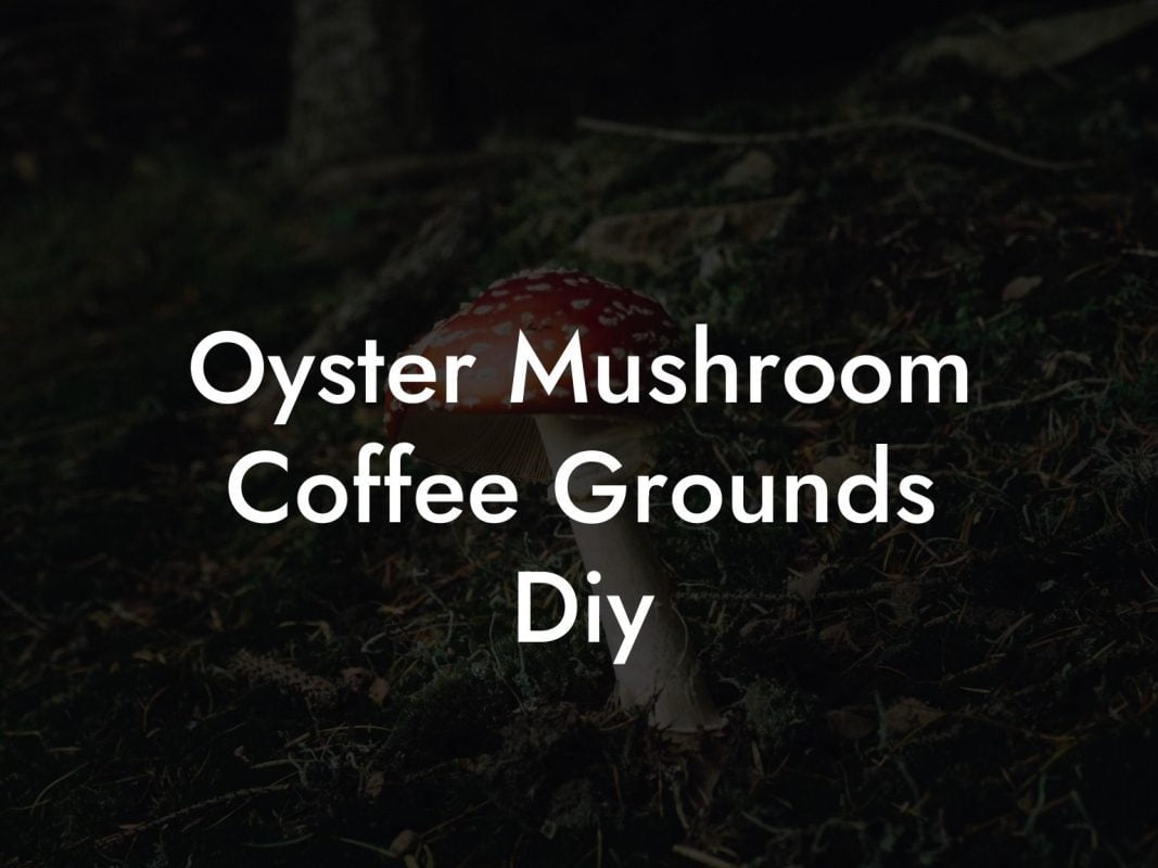 Oyster Mushroom Coffee Grounds Diy