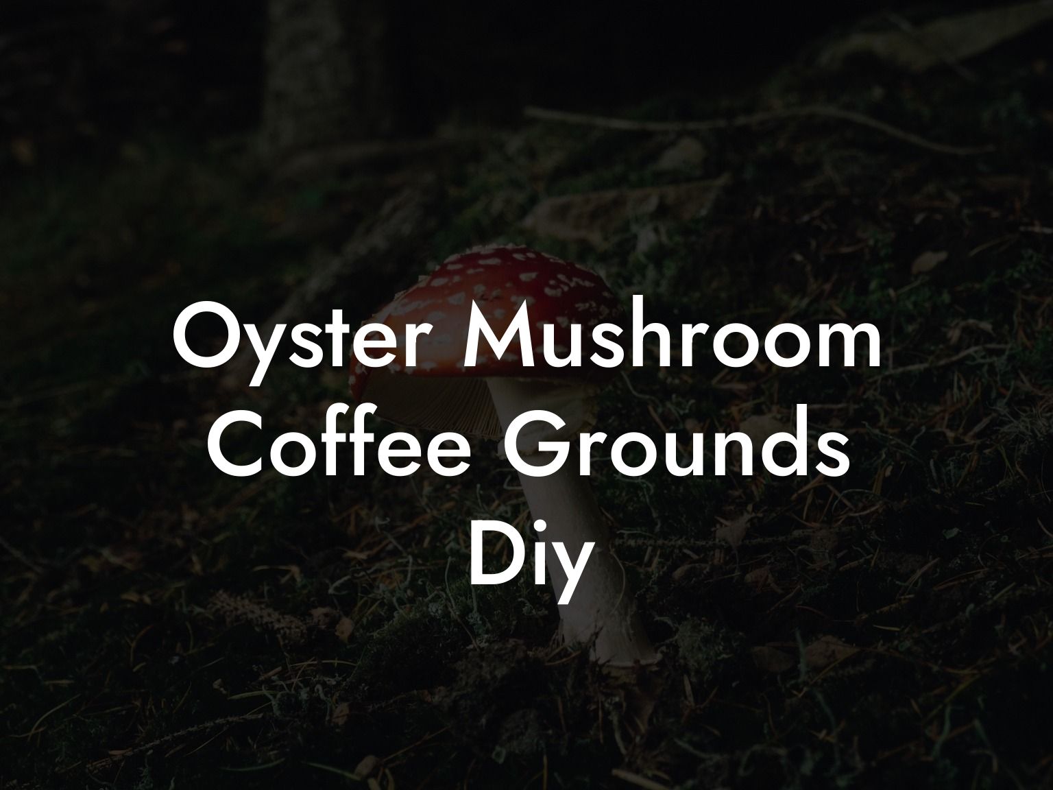 Oyster Mushroom Coffee Grounds Diy