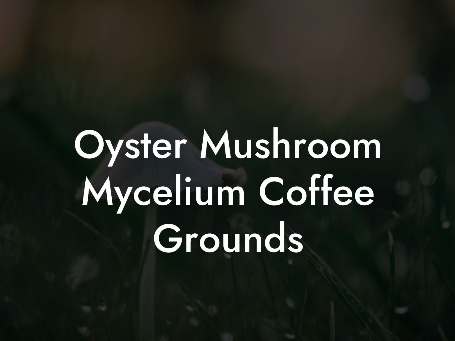 Oyster Mushroom Mycelium Coffee Grounds