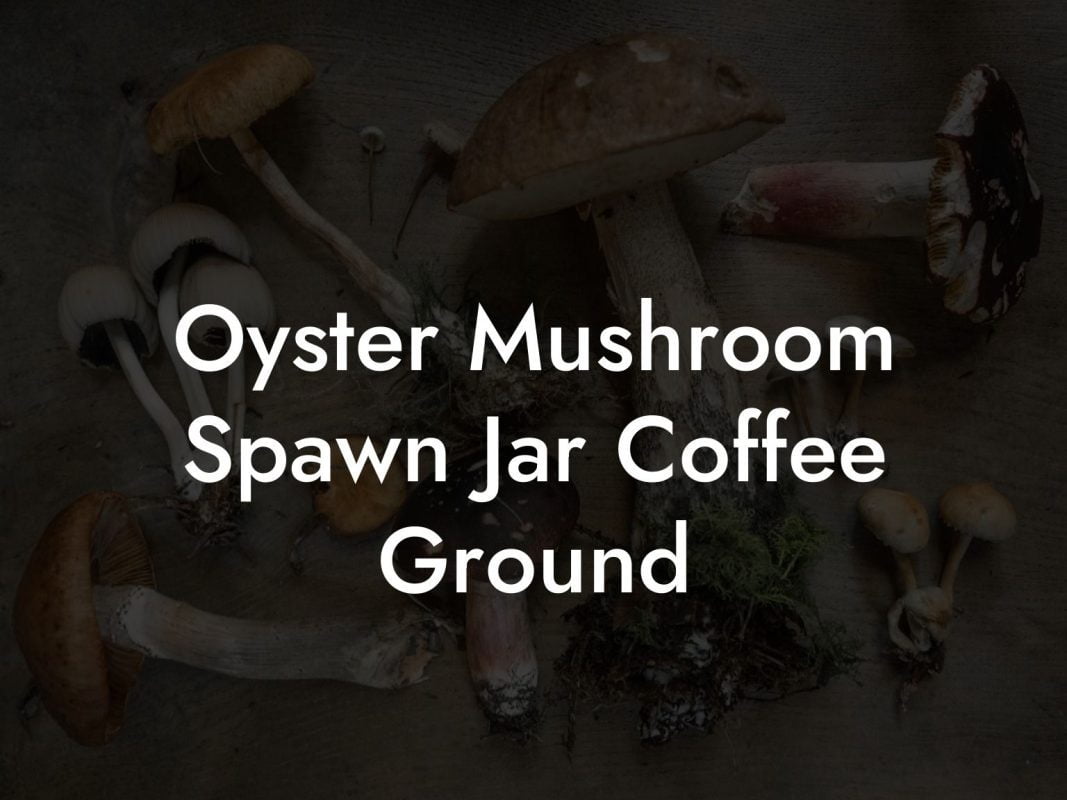 Oyster Mushroom Spawn Jar Coffee Ground