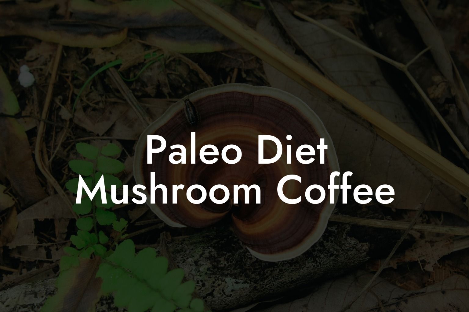 Paleo Diet Mushroom Coffee