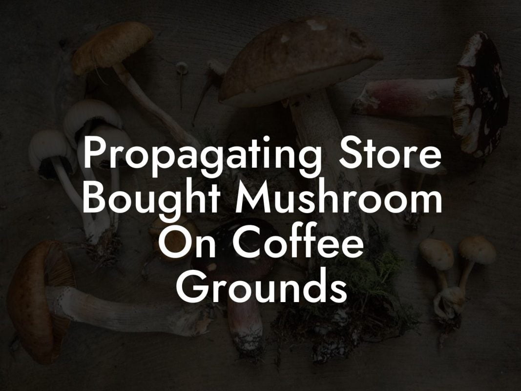 Propagating Store Bought Mushroom On Coffee Grounds