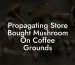 Propagating Store Bought Mushroom On Coffee Grounds