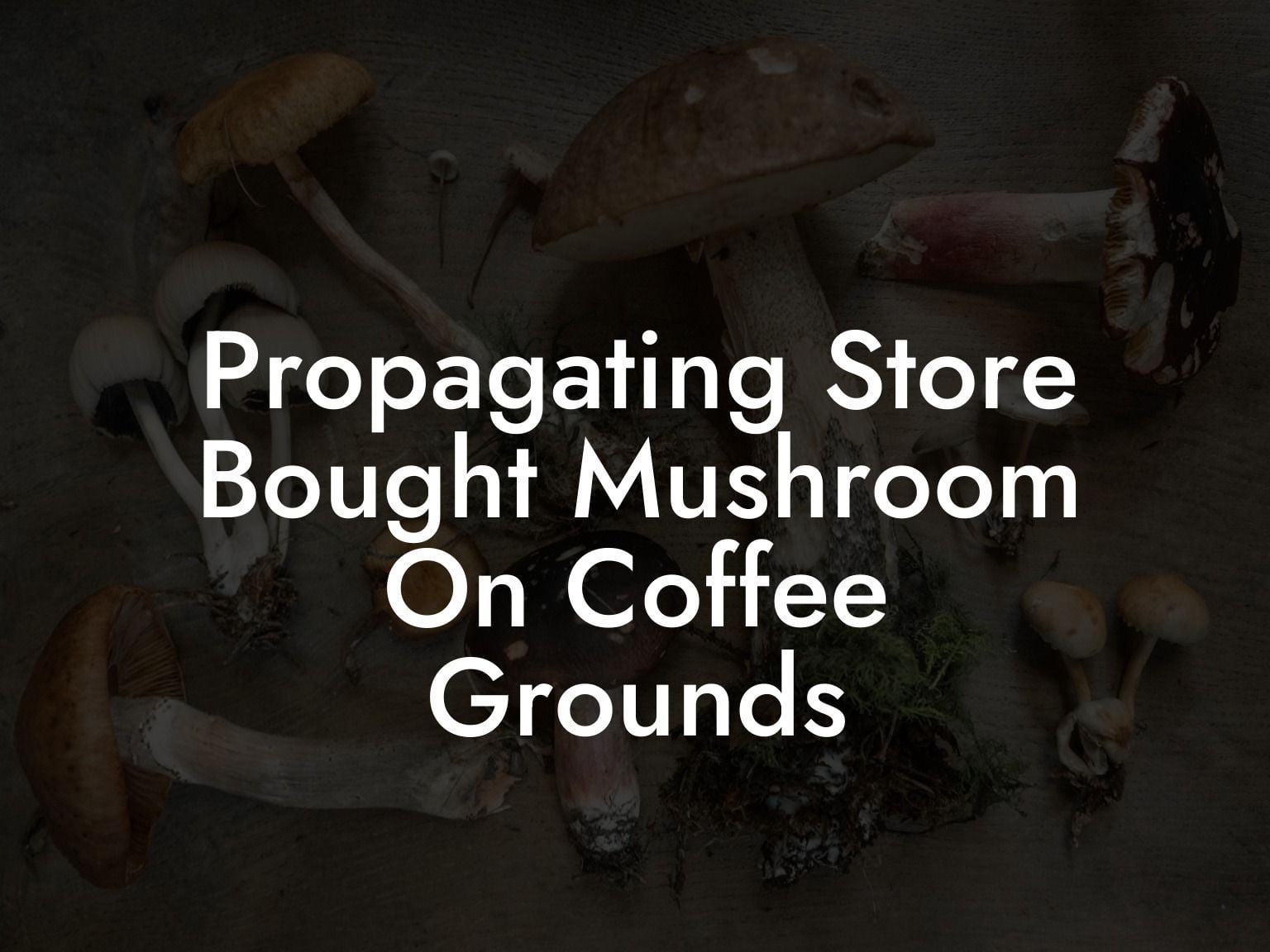 Propagating Store Bought Mushroom On Coffee Grounds