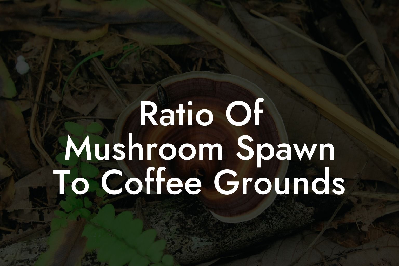 Ratio Of Mushroom Spawn To Coffee Grounds