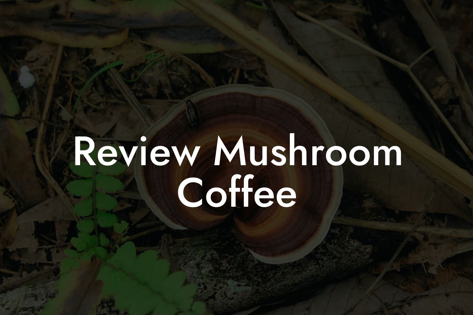 Review Mushroom Coffee