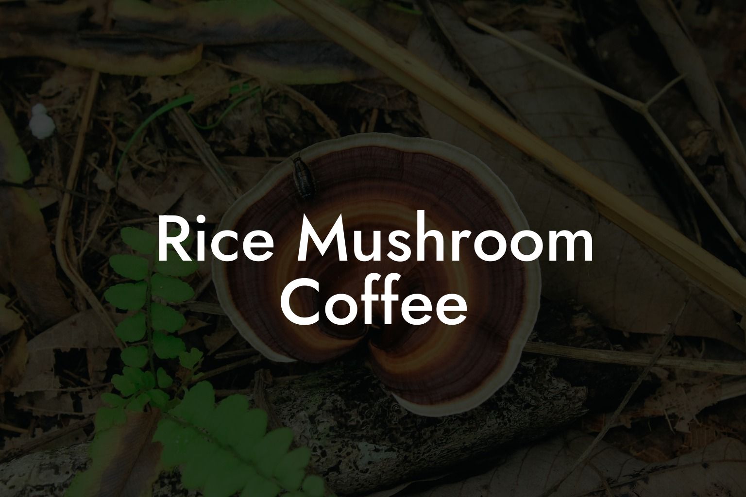 Rice Mushroom Coffee