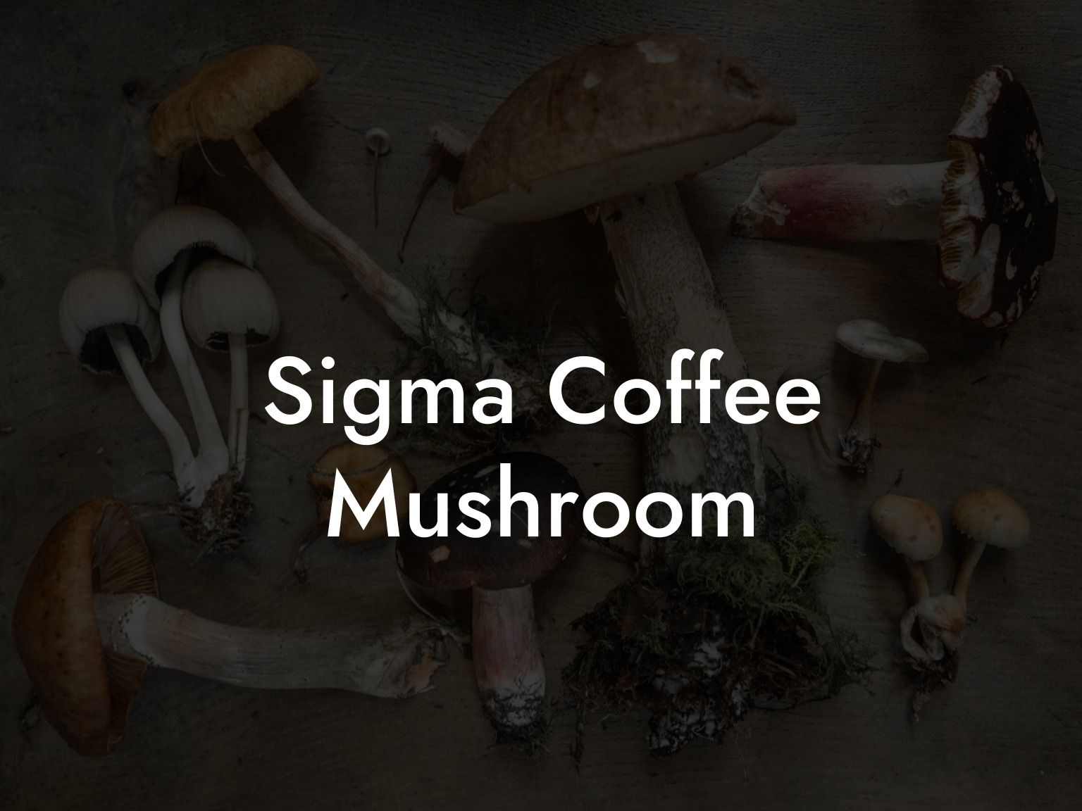 Sigma Coffee Mushroom