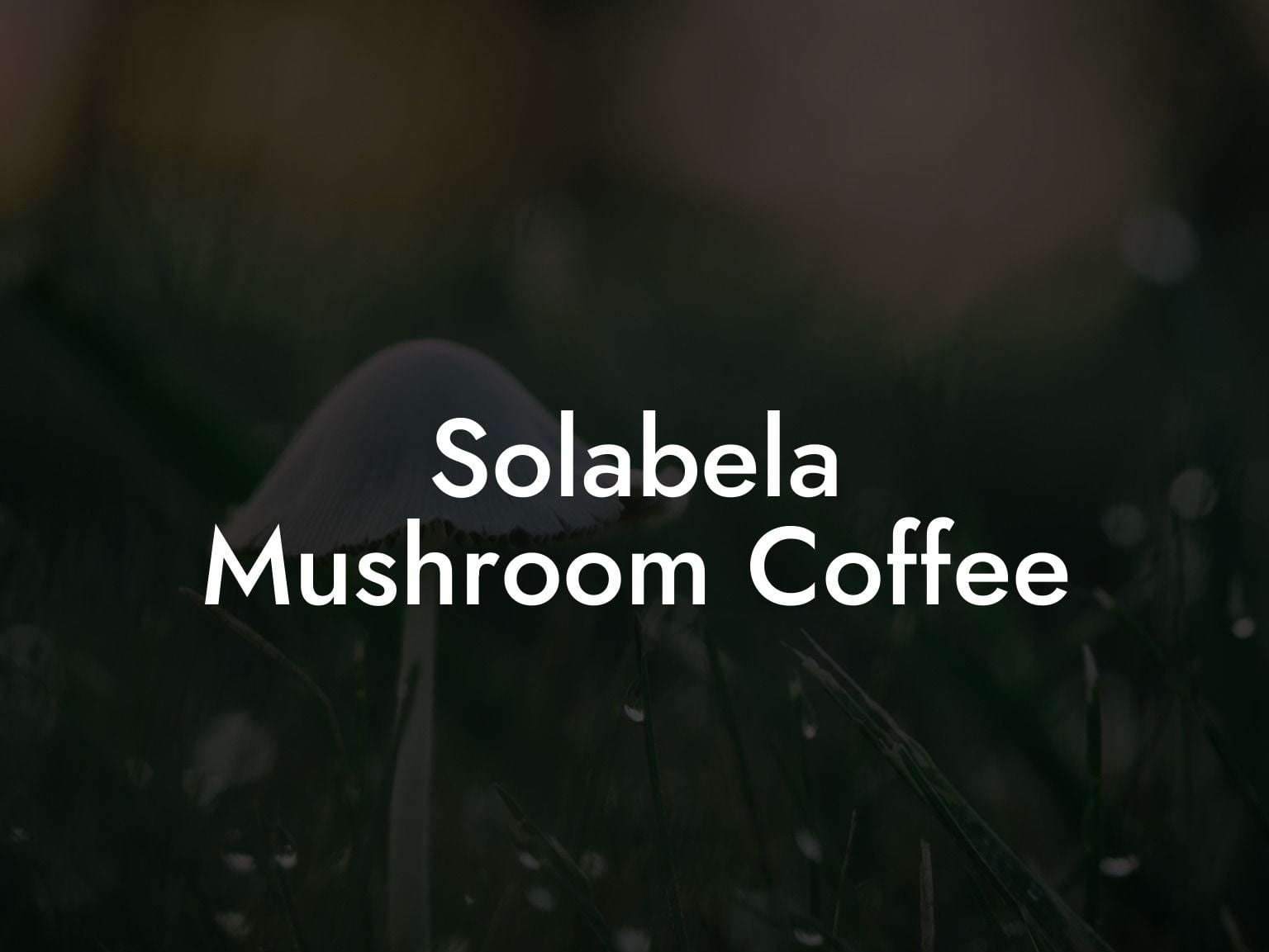 Solabela Mushroom Coffee