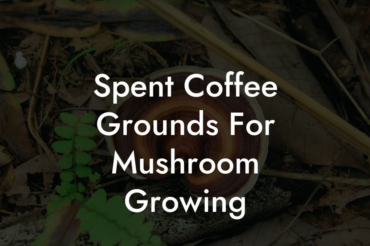 Spent Coffee Grounds For Mushroom Growing