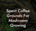 Spent Coffee Grounds For Mushroom Growing