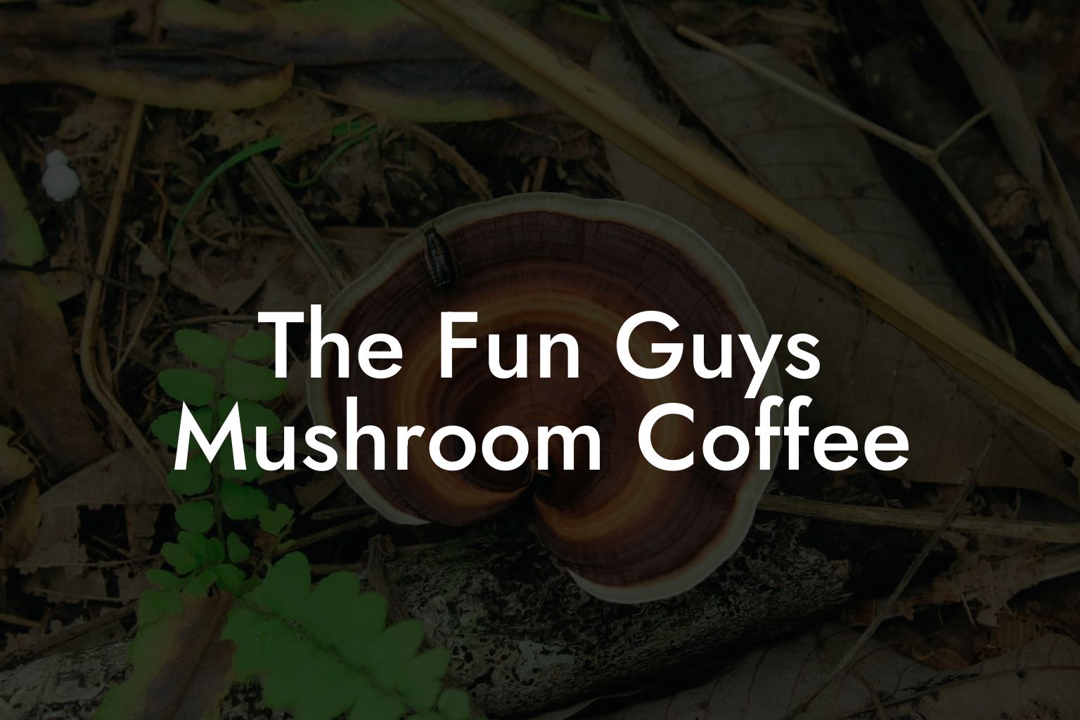 The Fun Guys Mushroom Coffee
