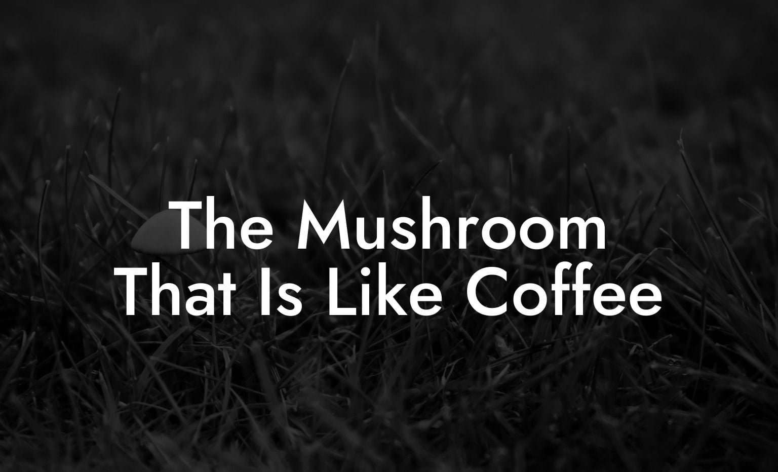 The Mushroom That Is Like Coffee