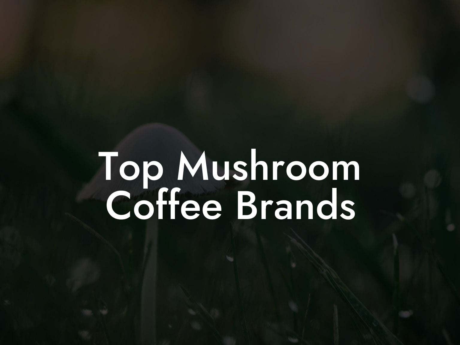 Top Mushroom Coffee Brands
