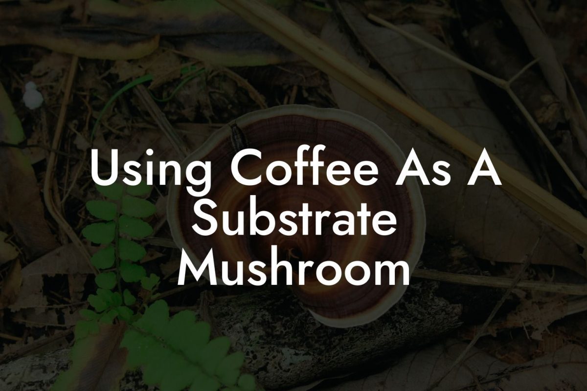 Using Coffee As A Substrate Mushroom