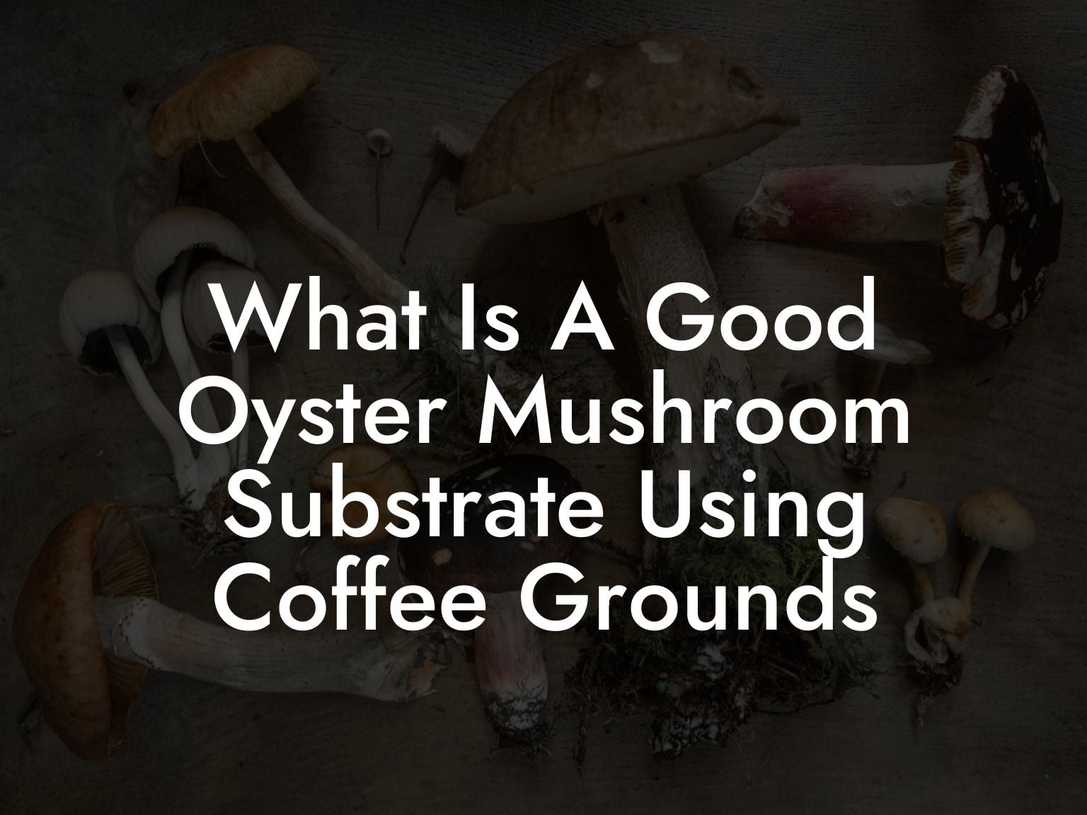What Is A Good Oyster Mushroom Substrate Using Coffee Grounds