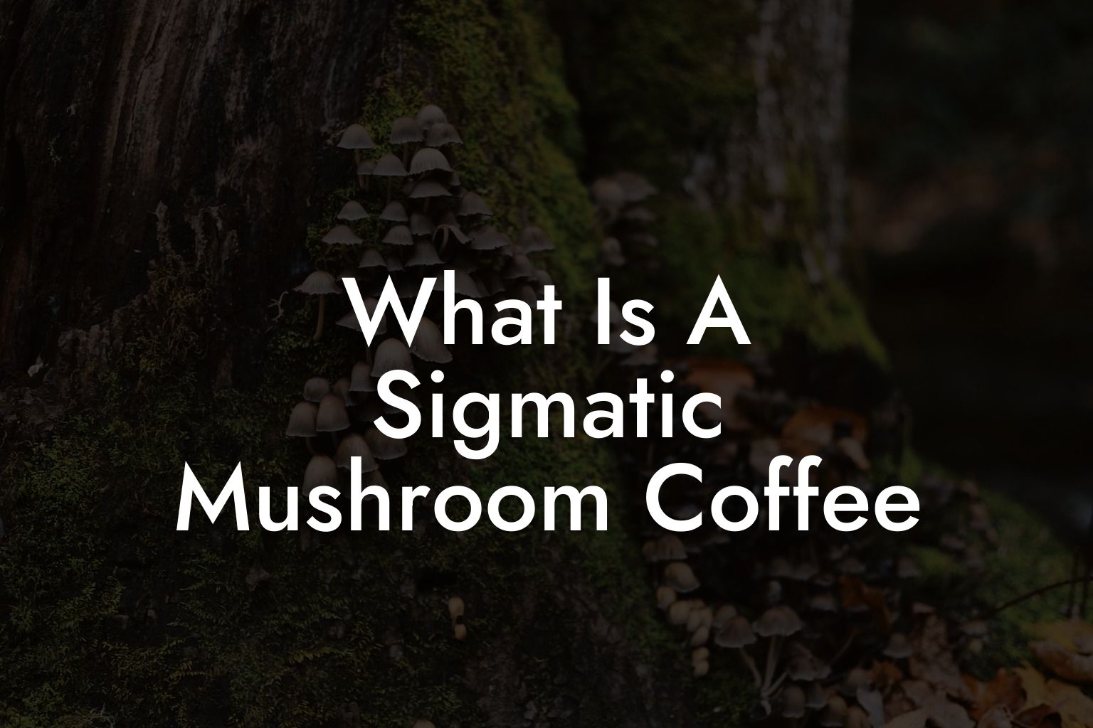 What Is A Sigmatic Mushroom Coffee