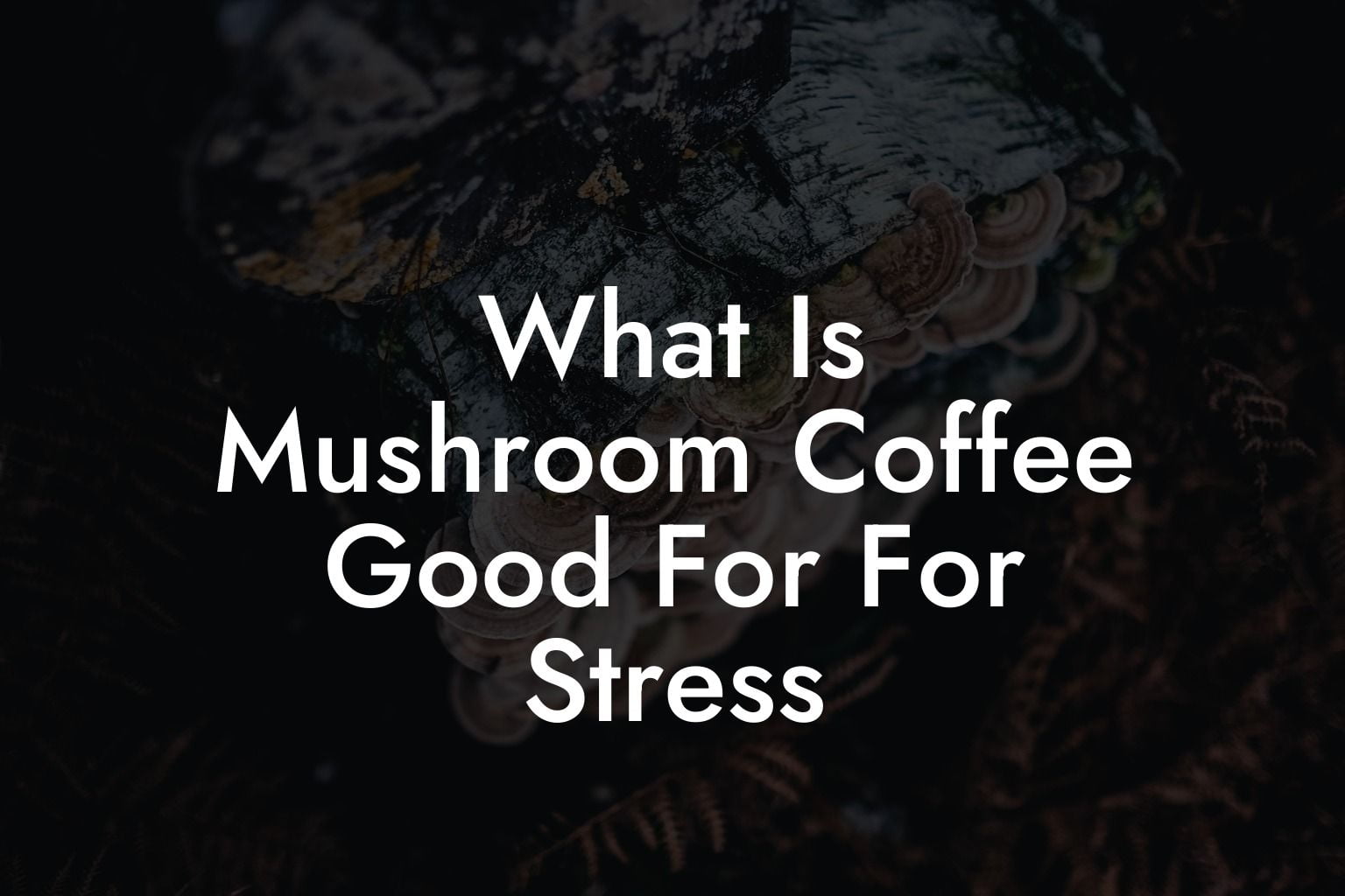 What Is Mushroom Coffee Good For For Stress