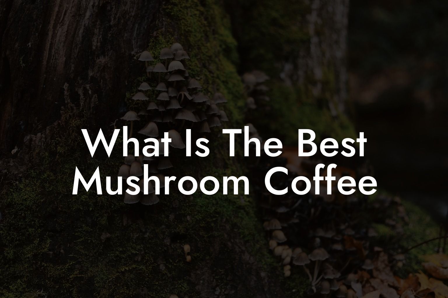 What Is The Best Mushroom Coffee