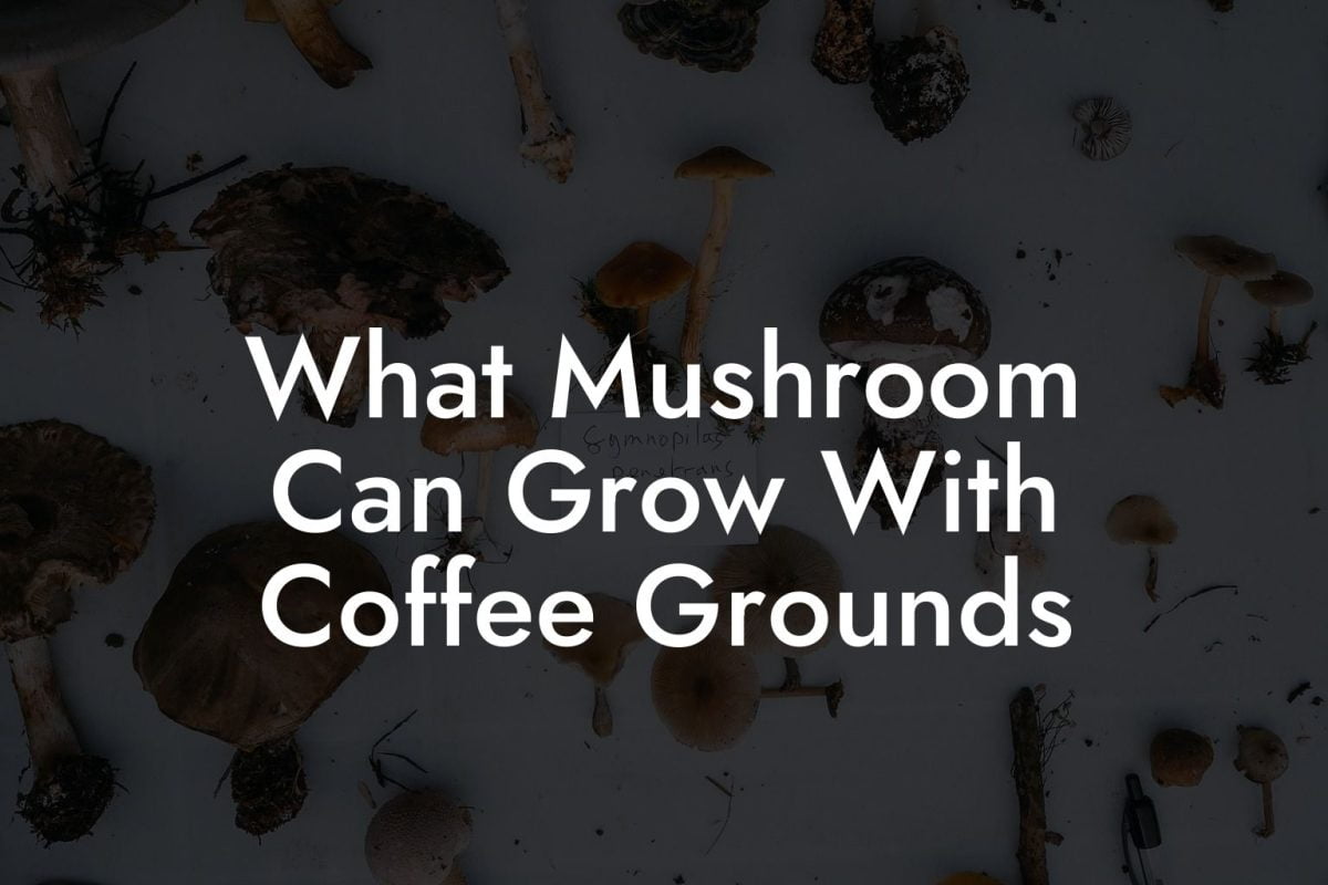 What Mushroom Can Grow With Coffee Grounds