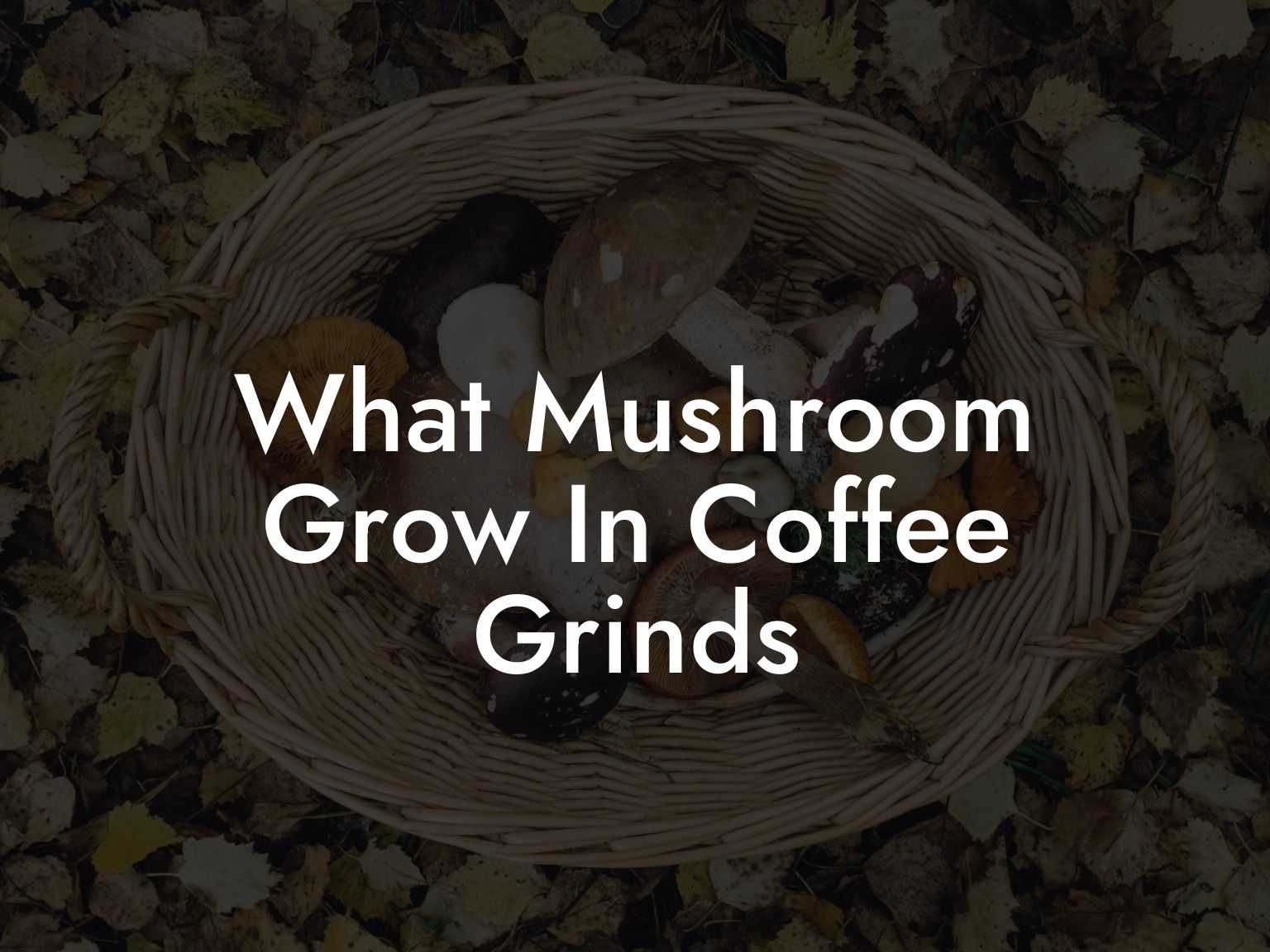 What Mushroom Grow In Coffee Grinds