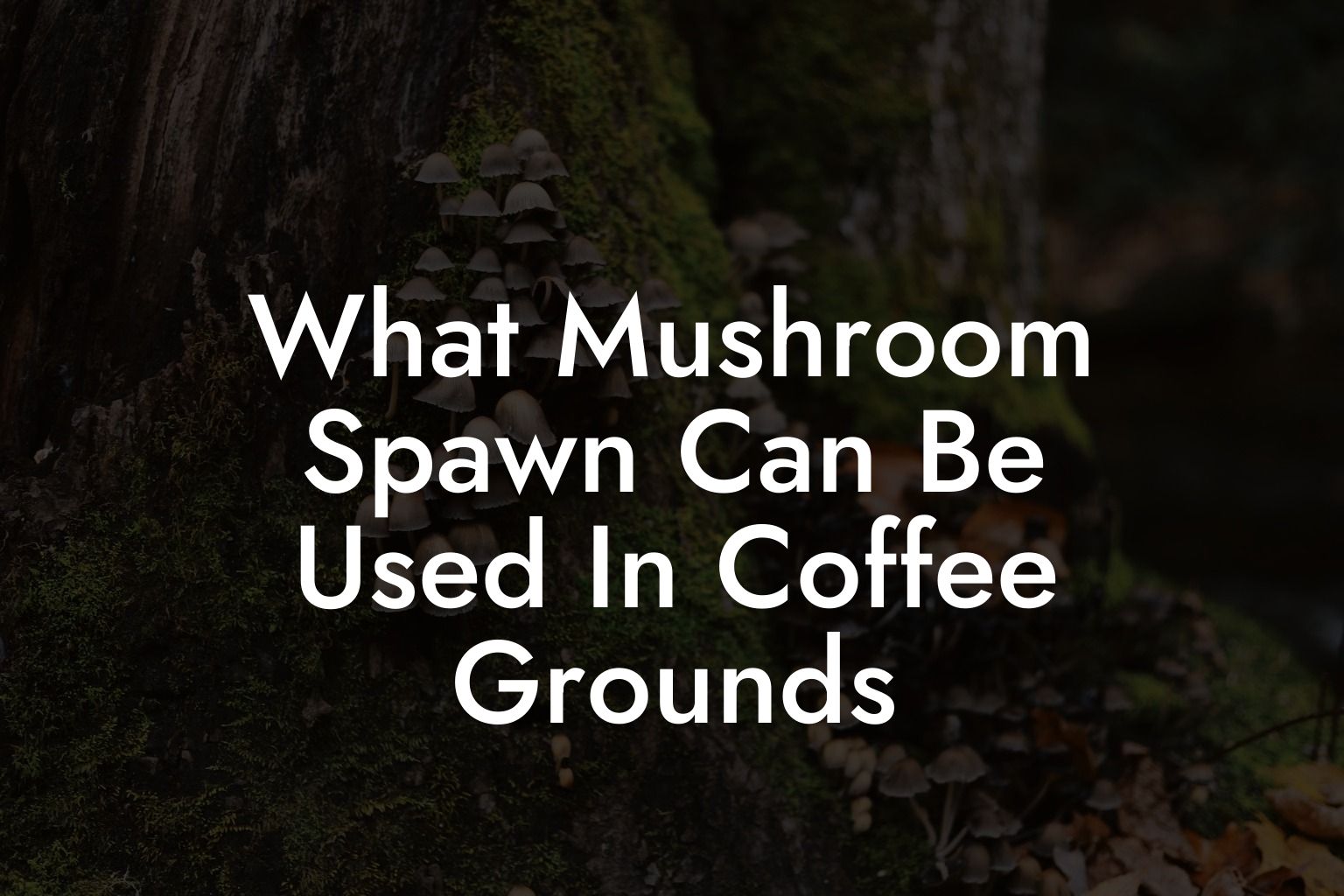 What Mushroom Spawn Can Be Used In Coffee Grounds
