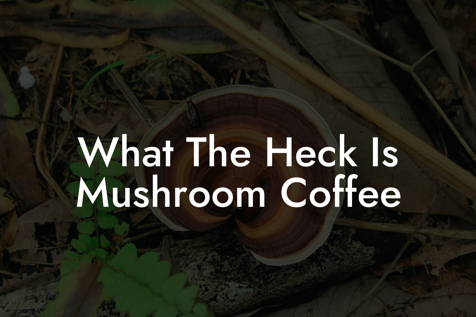 What The Heck Is Mushroom Coffee