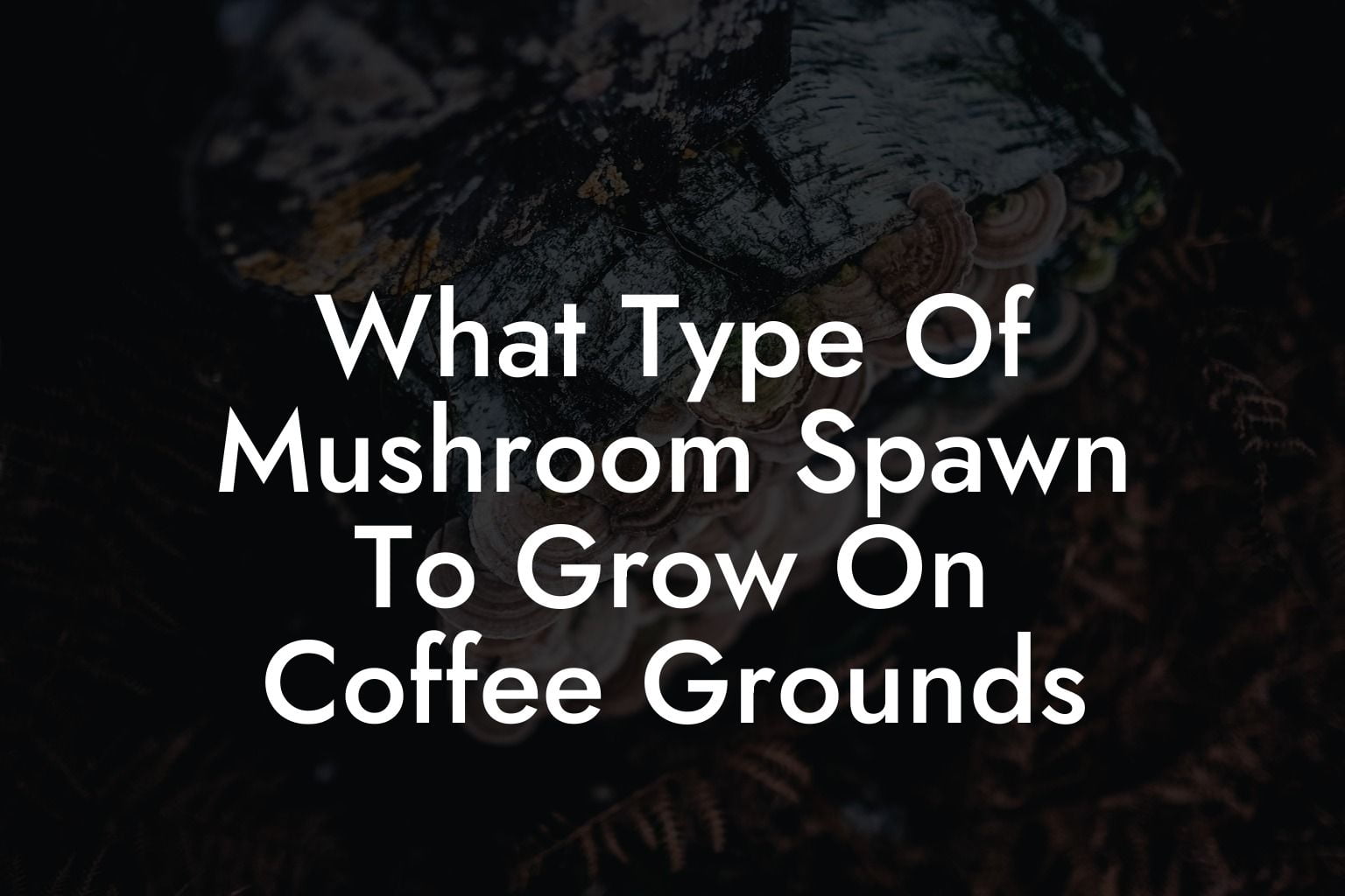 What Type Of Mushroom Spawn To Grow On Coffee Grounds