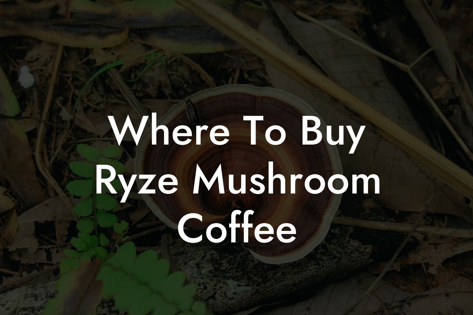 Where To Buy Ryze Mushroom Coffee