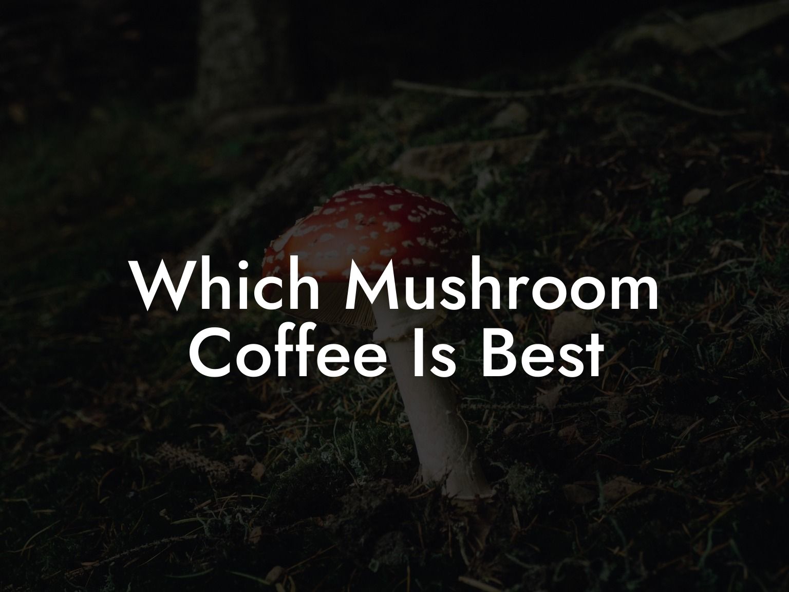 Which Mushroom Coffee Is Best