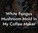White Fungus Mushroom Mold In My Coffee Maker