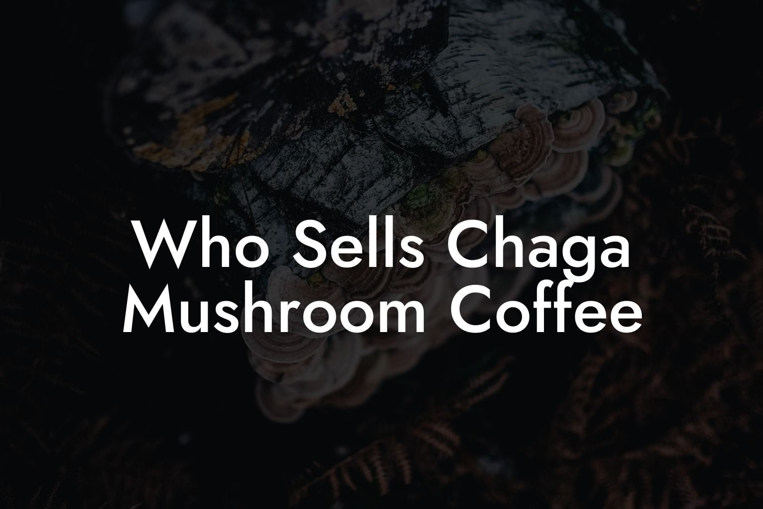 Who Sells Chaga Mushroom Coffee