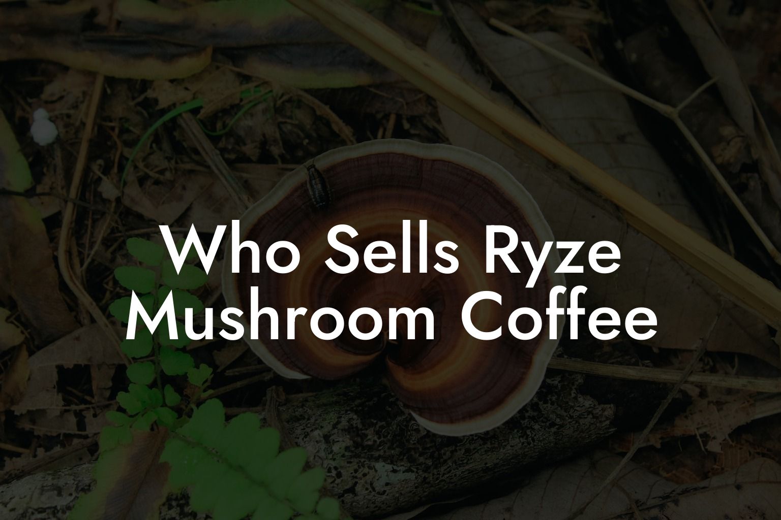 Who Sells Ryze Mushroom Coffee